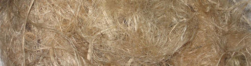 Jute